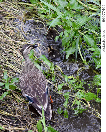 Karugamo parent and child baby 66077463