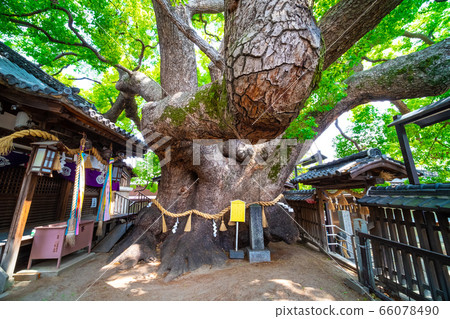 三島神社的Kaoru Kaoru 66078490