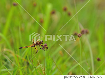Dragonfly Dragonfly 66078572