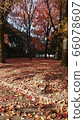 枯葉 66078607