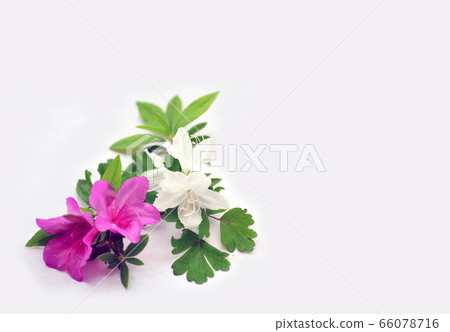 兩種顏色的杜鵑花 兩種顏色的杜鵑花 66078716