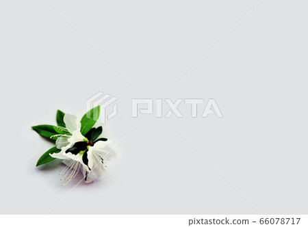 白杜鵑花 白杜鵑花 66078717