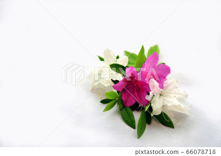 花瓣杜鵑花 66078718