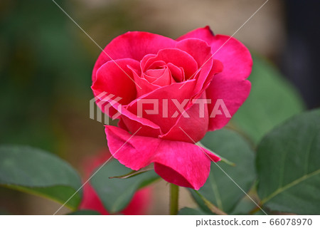 五月的季節紅玫瑰皇后 66078970