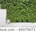 Siberian huggies A mischievous and playful character emerged from the tree 66079073