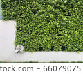 Siberian huggies A mischievous and playful character emerged from the tree 66079075