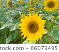 sunflower 66079495