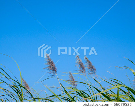 甘蔗的耳朵 66079525