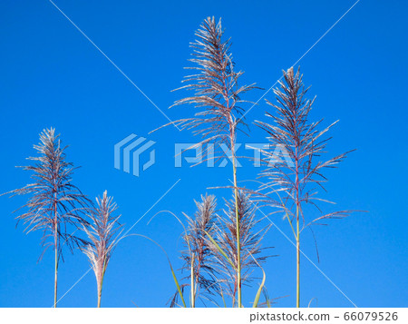 甘蔗的耳朵 66079526