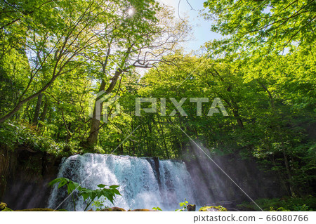 Fresh green Oirase Gorge Choshi Otaki 66080766