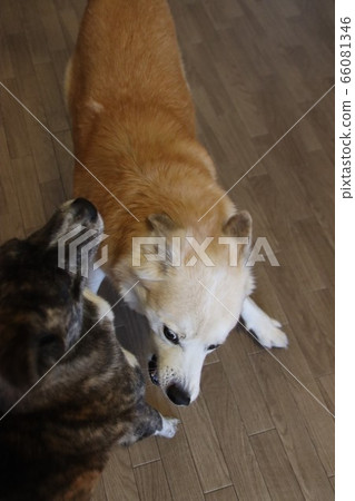 Dog fight Dog fight 66081346