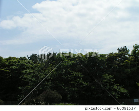 藍天和白色雲彩在初夏 66081537