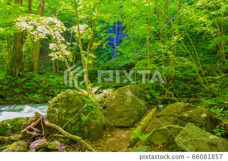 Fresh green Oirase Gorge Furu no Taki 66081857