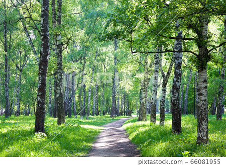 Walking spring alley in a birch park in the evening light of the sun Walking spring alley in a birch park in the evening light of the sun 66081955