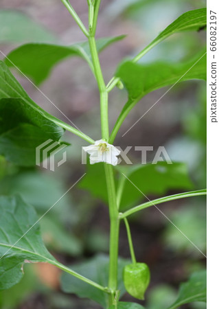 Hozuki之花 Hozuki之花 66082197