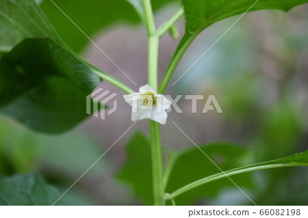 Hozuki之花 66082198