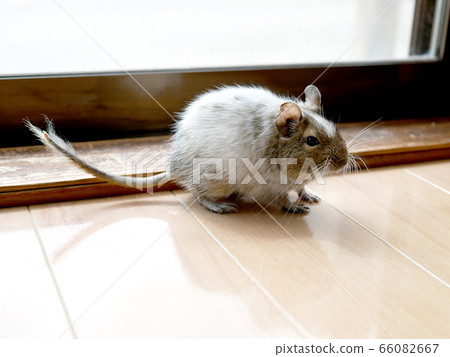 Degu Paid for a walk in the room Degu Paid for a walk in the room 66082667