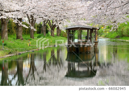 十石激情和櫻花 66082945