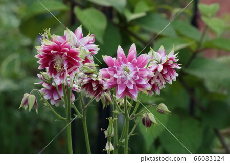 An unusual variety of shrub root 66083124