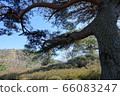 松樹和小室山纜車 松樹和小室山纜車 66083247