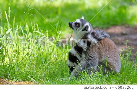 Ring tailed lemur (Lemur catta) Ring tailed lemur (Lemur catta) 66083263