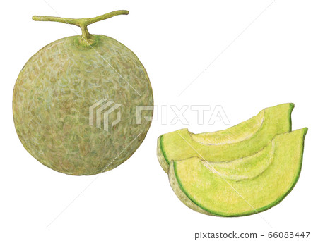 甜瓜手繪水彩 66083447