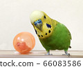 Budgerigar and orange ball 66083586