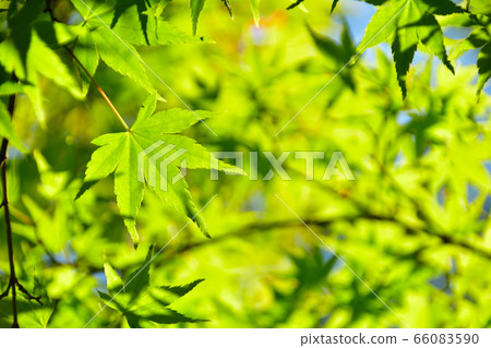 新鮮的綠色,藍色楓樹 新鮮的綠色,藍色楓樹 66083590