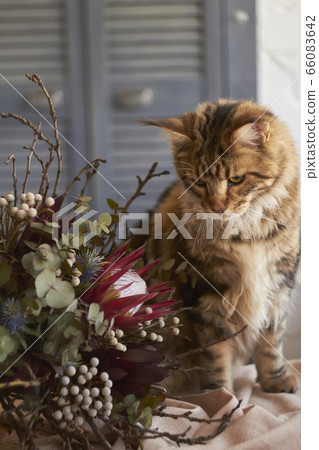 Maine Coon cat looks at exotic bouquet on table Maine Coon cat looks at exotic bouquet on table 66083642