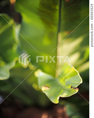 crop closeup on large green leaves of tropical plants, large bird's nest fern leaves, under natural sunlight outdoor selective focus with blur background crop closeup on large green leaves of tropical plants, large bird's nest fern leaves, under natural sunlight outdoor selective focus with blur background 66083829