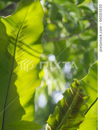 crop closeup on large green leaves of tropical plants, large bird's nest fern leaves, under natural sunlight outdoor selective focus with blur background crop closeup on large green leaves of tropical plants, large bird's nest fern leaves, under natural sunlight outdoor selective focus with blur background 66083830