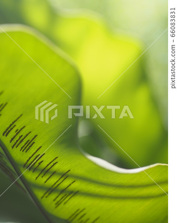 crop closeup on large green leaves of tropical plants, large bird's nest fern leaves, under natural sunlight outdoor selective focus with blur background  66083831