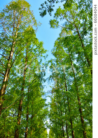 Fresh green row of trees 66084044