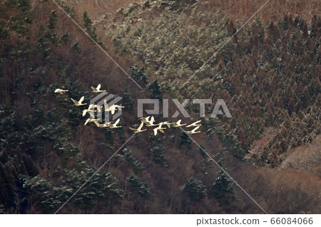 Swan in Lake Inawashiro Swan in Lake Inawashiro 66084066