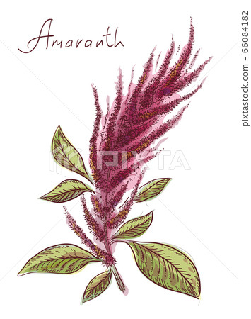 Amaranthus or amaranth. Vector illustration. Amaranthus or amaranth. Vector illustration. 66084182