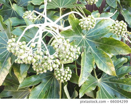 八德之國（幸運花園） 66084299