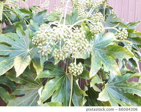 八德之國(幸運花園) 八德之國(幸運花園) 66084306