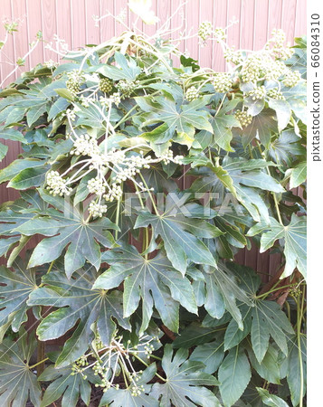 八德之國(幸運花園) 八德之國(幸運花園) 66084310