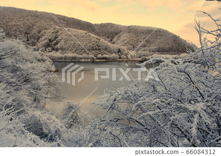 在豬苗代湖的天鵝 66084312