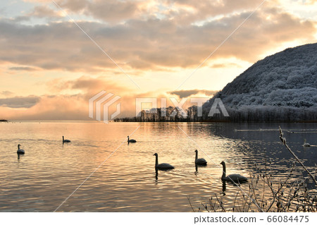 Swan in Lake Inawashiro 66084475