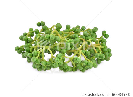 Fresh Zanthoxylum limonella Alston isolated on white background. Fresh Zanthoxylum limonella Alston isolated on white background. 66084588