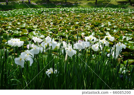 Odawara Flower Garden Hanashobu Odawara Flower Garden Hanashobu 66085200