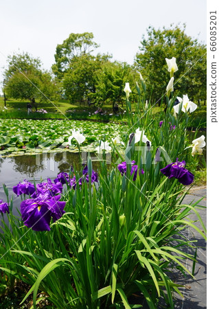 Odawara Flower Garden Hanashobu Odawara Flower Garden Hanashobu 66085201