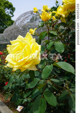Odawara Flower Garden Rose 66085208
