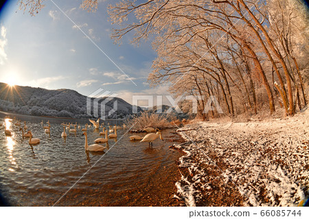 Swan in Lake Inawashiro 66085744