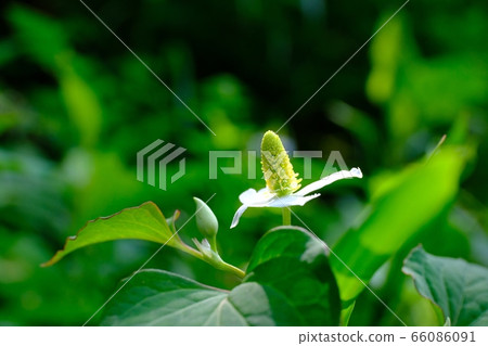 Beautiful dodami flower 66086091