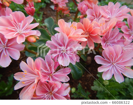 從上麵粉紅色的花 從上麵粉紅色的花 66086322