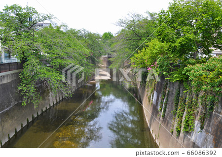 View upstream from Shakujii River and Kannonbashi at Takinogawa, Kita-ku, Tokyo 66086392