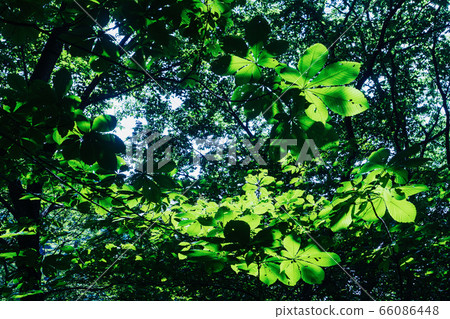 Shining leaves 66086448