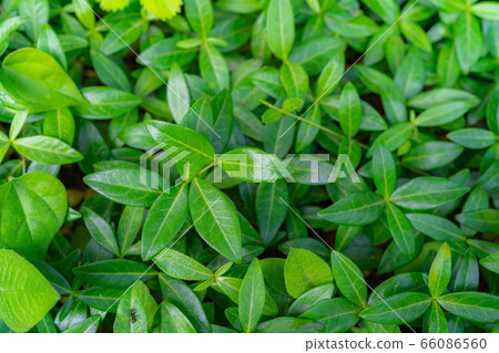 新鮮的綠葉滿屏風[長野縣] 66086560